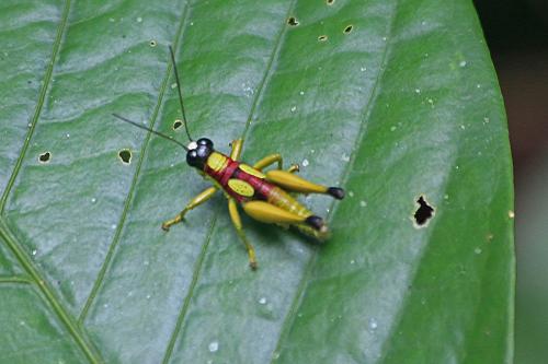 Hippariacris latona